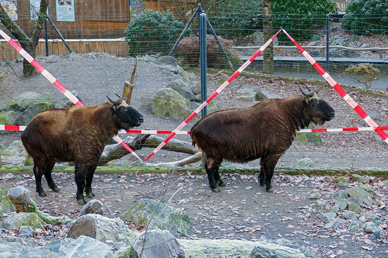 Mishmi-Takin-Tochter TASHI und Mishmi-Takin-Mutter KARUNA am 16. Dezember 2022 auf der oberen Takin-Außenanlage im Wuppertaler Zoo