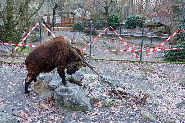 Mishmi-Takin-Kuh KARUNA am 16. Dezember 2022 auf der oberen Takin-Außenanlage im Zoo Wuppertal