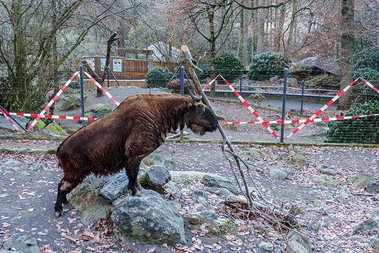 Mishmi-Takin-Kuh KARUNA am 16. Dezember 2022 auf der oberen Takin-Außenanlage im Wuppertaler Zoo