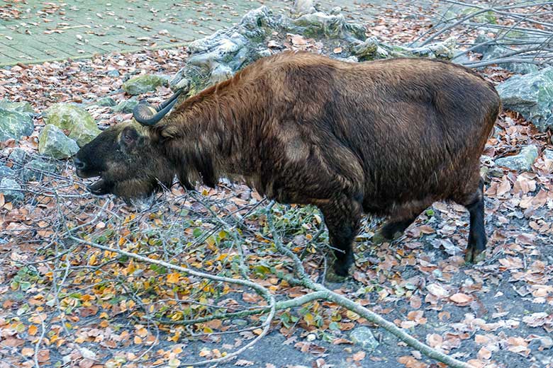 Mishmi-Takin-Kuh KARUNA am 16. Dezember 2022 auf der oberen Takin-Außenanlage im Zoologischen Garten Wuppertal