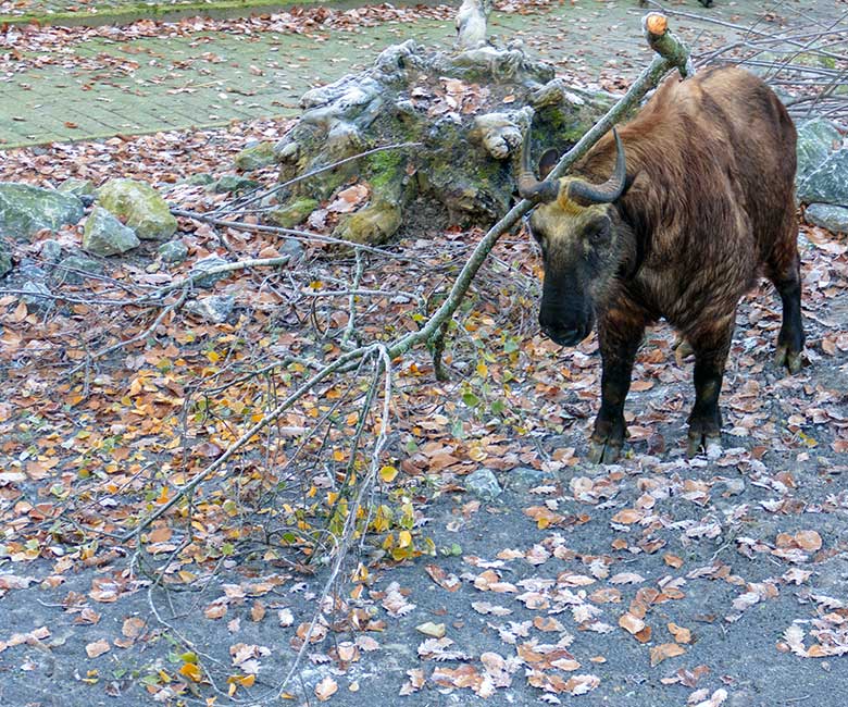 Mishmi-Takin-Kuh KARUNA am 16. Dezember 2022 auf der oberen Takin-Außenanlage im Grünen Zoo Wuppertal