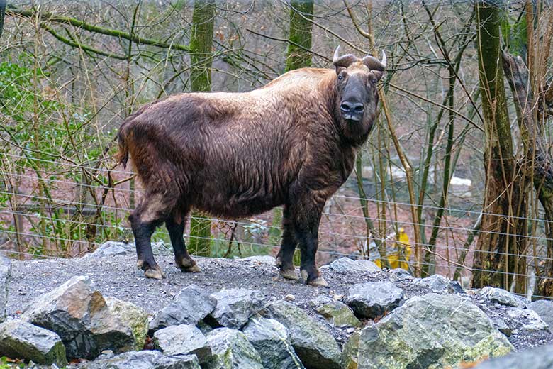 Mishmi-Takin-Kuh KARUNA am 2. Januar 2023 auf der unteren Außenanlage im Wuppertaler Zoo