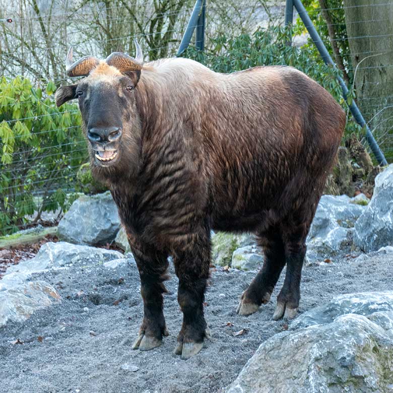 Mishmi-Takin-Kuh KARUNA am 7. Februar 2023 auf der oberen Außenanlage im Wuppertaler Zoo