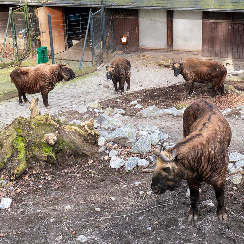 Mishmi-Takin-Kühe MINJA, KARUNA, ROLI und TASHI am 10. April 2023 auf der oberen Außenanlage im Grünen Zoo Wuppertal