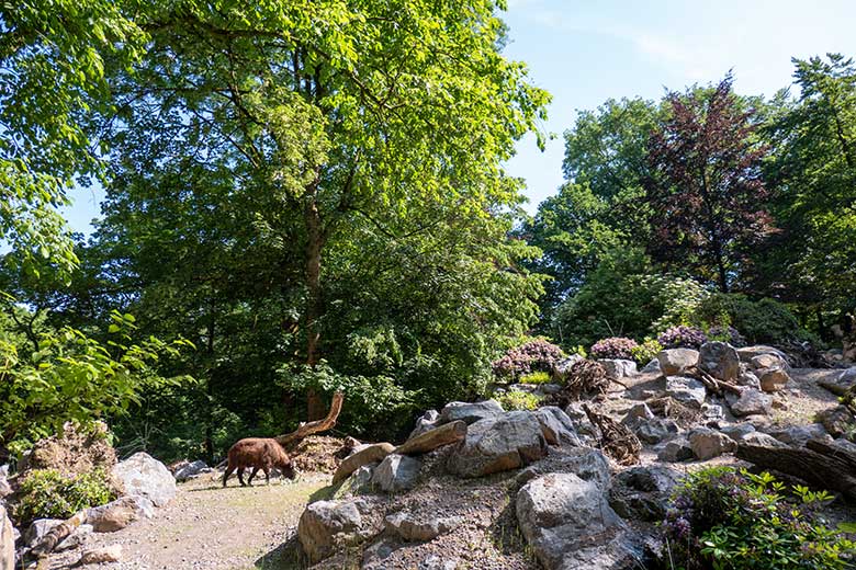 Mishmi-Takin-Kuh am 16. Juni 2023 auf dem oberen Teil der neuen Erweiterung der Takin-Anlage im Grünen Zoo Wuppertal