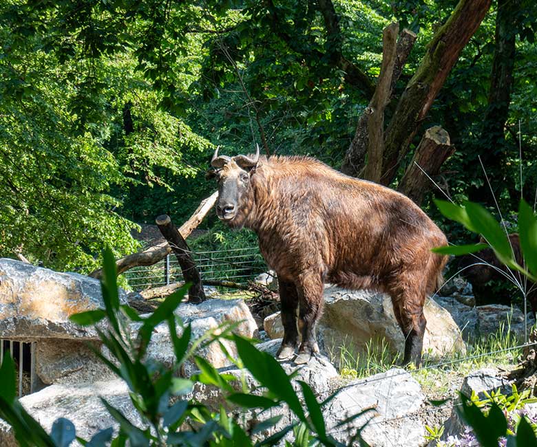 Mishmi-Takin-Kuh am 16. Juni 2023 auf dem unteren Teil der neuen Erweiterung der Takin-Anlage im Zoologischen Garten der Stadt Wuppertal