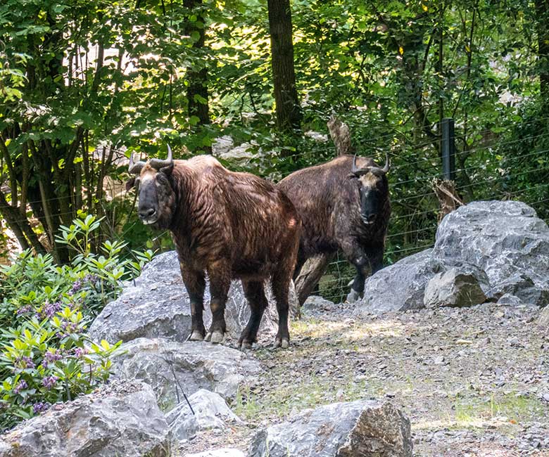 Mishmi-Takin-Kühe am 16. Juni 2023 auf dem unteren Teil der neuen Erweiterung der Takin-Anlage im Wuppertaler Zoo