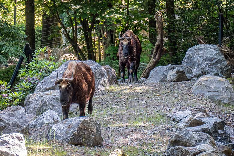 Mishmi-Takin-Kühe am 16. Juni 2023 auf dem unteren Teil der neuen Erweiterung der Takin-Anlage im Grünen Zoo Wuppertal
