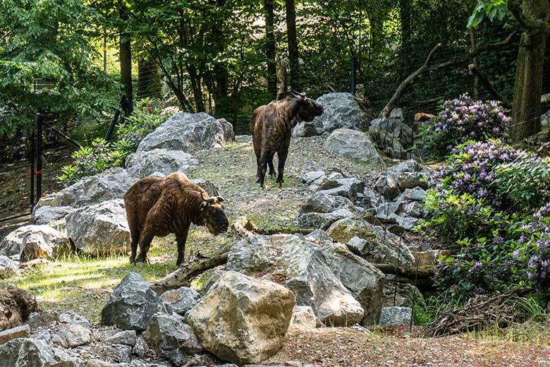 Mishmi-Takin-Kühe am 16. Juni 2023 auf dem unteren Teil der neuen Erweiterung der Takin-Anlage im Zoologischen Garten Wuppertal