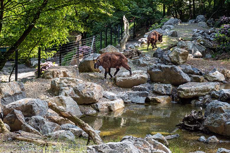 Mishmi-Takin-Kühe am 16. Juni 2023 auf dem unteren Teil der neuen Erweiterung der Takin-Anlage im Zoo Wuppertal