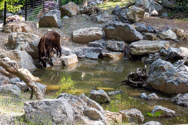 Mishmi-Takin-Kuh am 16. Juni 2023 auf dem unteren Teil der neuen Erweiterung der Takin-Anlage im Wuppertaler Zoo