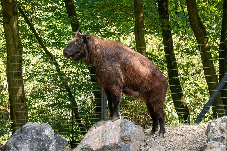 Mishmi-Takin-Kuh am 16. Juni 2023 auf dem unteren Teil der neuen Erweiterung der Takin-Anlage im Grünen Zoo Wuppertal