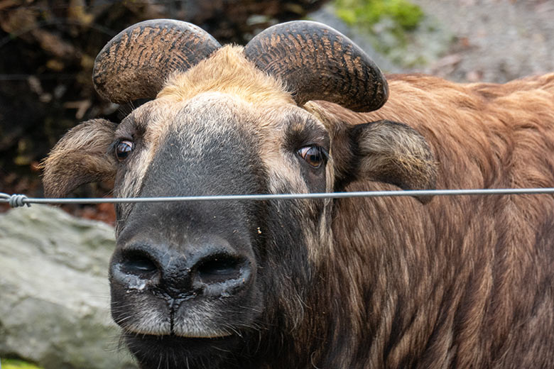 Mishmi-Takin-Kuh MINJA am 15. Dezember 2023 auf der unteren Außenanlage im Zoologischen Garten Wuppertal