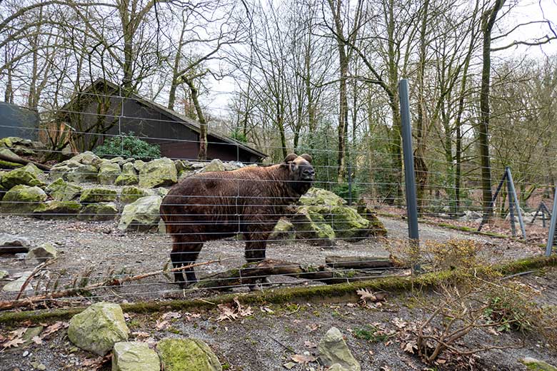 Mishmi-Takin-Kuh MINJA am 5. Februar 2024 auf der unteren Außenanlage im Zoologischen Garten Wuppertal