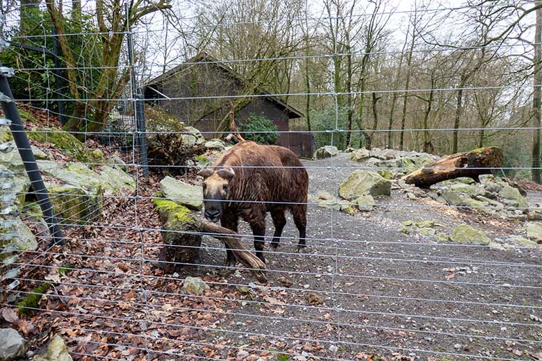 Mishmi-Takin-Kuh MINJA am 5. Februar 2024 auf der unteren Außenanlage im Wuppertaler Zoo