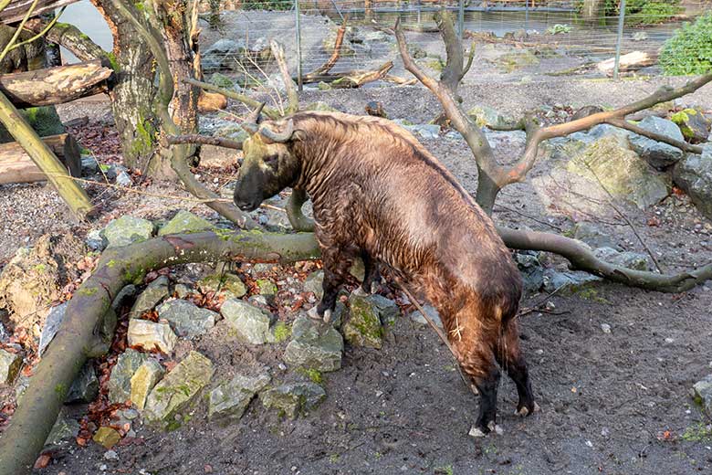 Mishmi-Takin-Kuh MINJA am 10. Februar 2024 auf der oberen Außenanlage im Zoologischen Garten Wuppertal