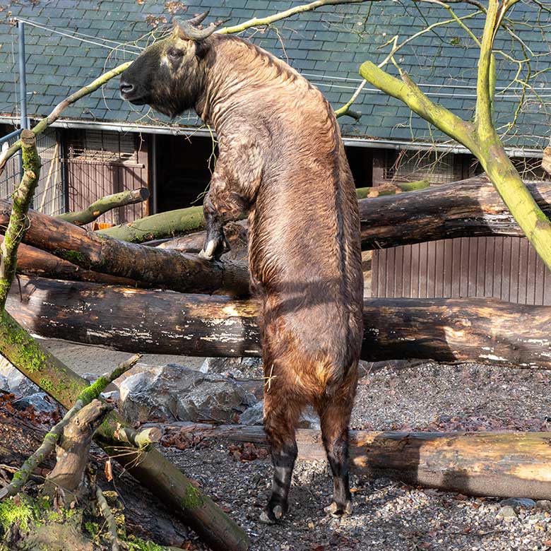Mishmi-Takin-Kuh MINJA am 10. Februar 2024 auf der oberen Außenanlage im Grünen Zoo Wuppertal