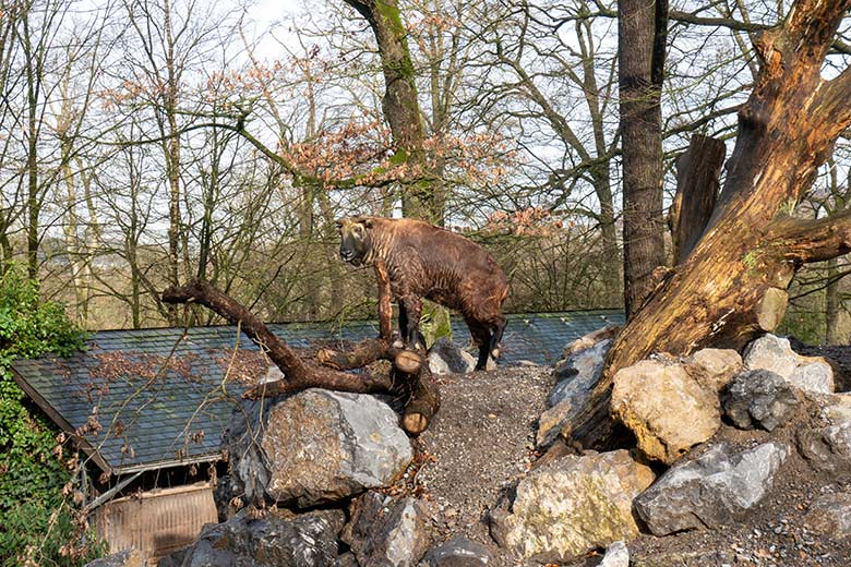 Mishmi-Takin-Kuh MINJA am 10. Februar 2024 neben dem neuen Unterstand auf der oberen Außenanlage im Zoologischen Garten der Stadt Wuppertal