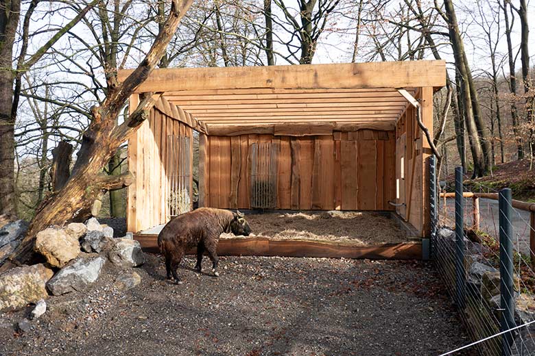 Mishmi-Takin-Kuh MINJA am 10. Februar 2024 neben dem neuen Unterstand auf der oberen Außenanlage im Zoo Wuppertal