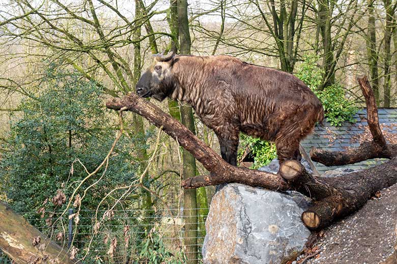 Mishmi-Takin-Kuh MINJA am 10. Februar 2024 neben dem neuen Unterstand auf der oberen Außenanlage im Zoologischen Garten Wuppertal