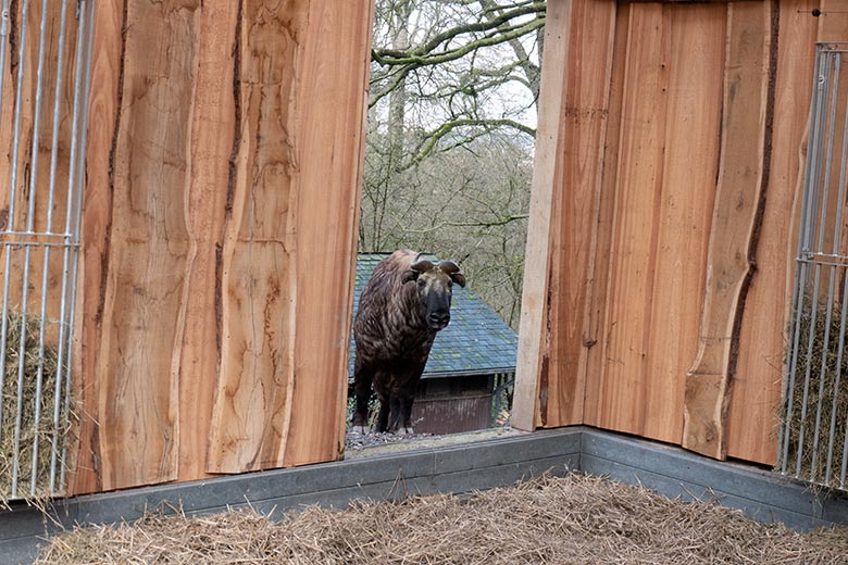 Mishmi-Takin-Kuh MINJA am 10. Februar 2024 neben dem neuen Unterstand auf der oberen Außenanlage im Zoologischen Garten der Stadt Wuppertal