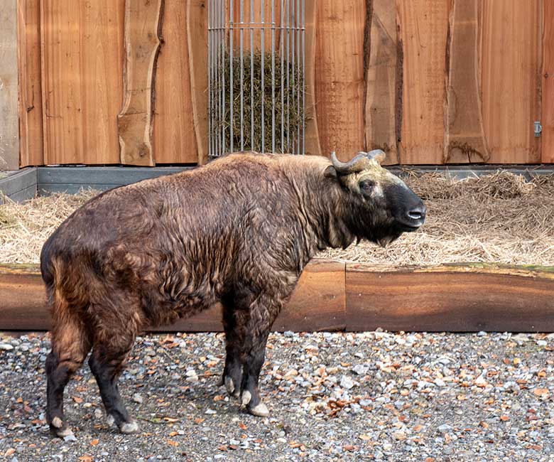 Mishmi-Takin-Kuh MINJA am 10. Februar 2024 neben dem neuen Unterstand auf der oberen Außenanlage im Zoo Wuppertal