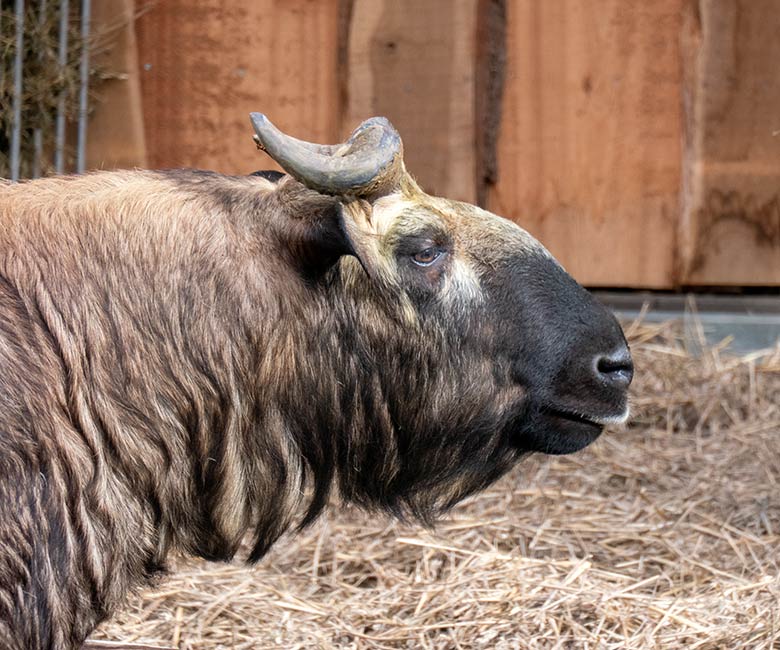 Mishmi-Takin-Kuh MINJA am 10. Februar 2024 neben dem neuen Unterstand auf der oberen Außenanlage im Wuppertaler Zoo