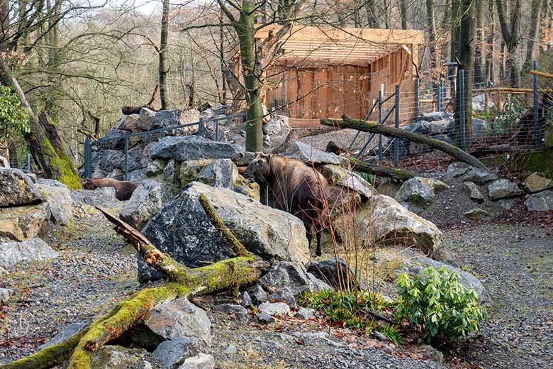 Mishmi-Takin-Kuh TASHI am 10. Februar 2024 auf dem oberen Teil der Erweiterungs-Anlage im Zoologischen Garten Wuppertal