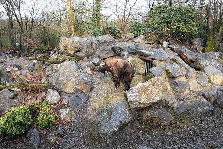 Mishmi-Takin-Kuh TASHI am 10. Februar 2024 auf dem oberen Teil der Erweiterungs-Anlage im Zoo Wuppertal