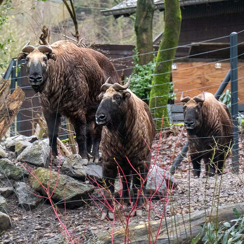 Mishmi-Takin-Kühe MINJA, TASHI und KARUNA am 19. Februar 2024 auf der Erweiterungs-Anlage im Zoo Wuppertal