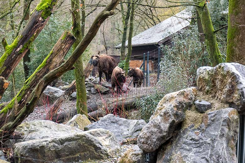 Mishmi-Takin-Kühe MINJA, TASHI und KARUNA am 19. Februar 2024 auf der Erweiterungs-Anlage im Wuppertaler Zoo