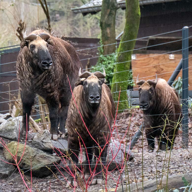 Mishmi-Takin-Kühe MINJA, TASHI und KARUNA am 19. Februar 2024 auf der Erweiterungs-Anlage im Zoologischen Garten Wuppertal