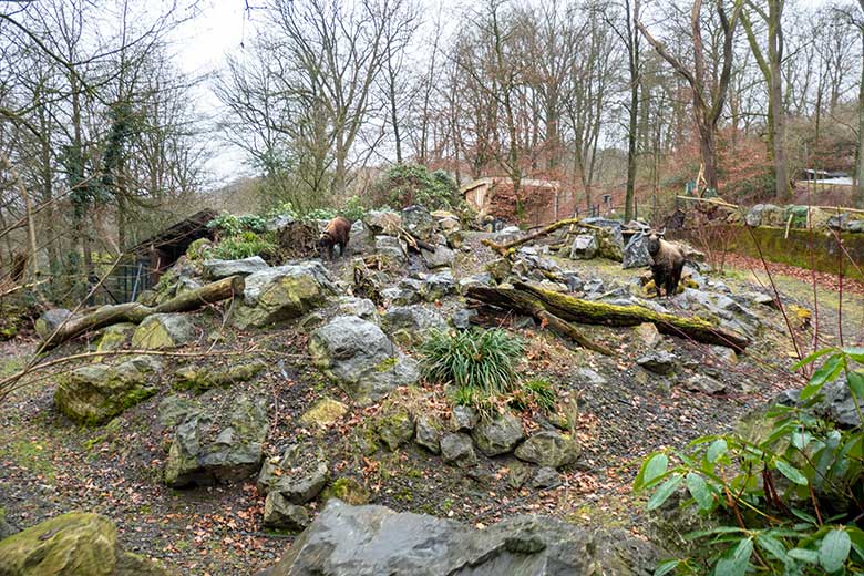 Mishmi-Takin-Kuh MINJA und Mishmi-Takin-Bulle BONO am 14. Dezember 2024 auf dem großen Teilbereich der Takin-Außenanlage im Grünen Zoo Wuppertal