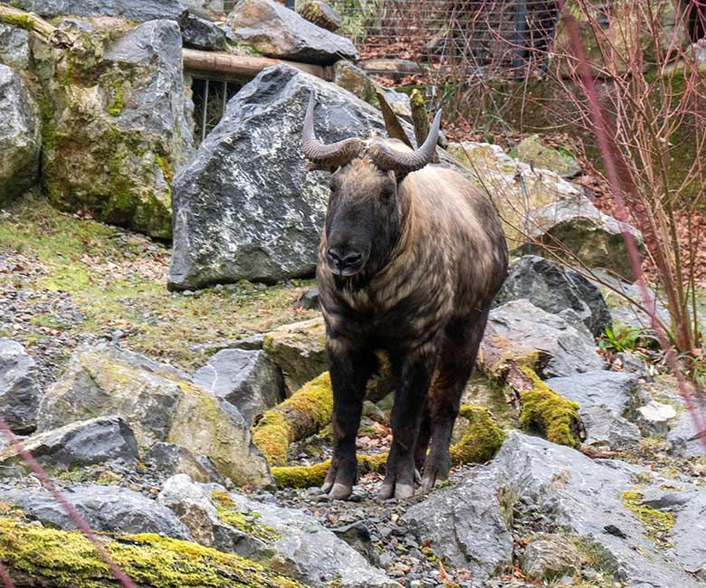 Mishmi-Takin-Bulle BONO am 14. Dezember 2024 auf dem großen Teilbereich der Takin-Außenanlage im Zoologischen Garten der Stadt Wuppertal