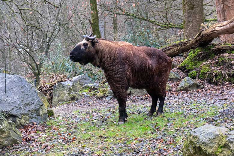 Mishmi-Takin-Kuh MINJA am 14. Dezember 2024 auf dem großen Teilbereich der Takin-Außenanlage im Zoo Wuppertal