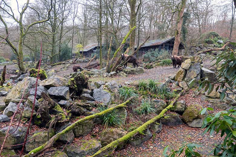 Mishmi-Takin-Kühe MINJA, TASHI und KARUNA am 14. Dezember 2024 auf dem großen Teilbereich der Takin-Außenanlage im Wuppertaler Zoo