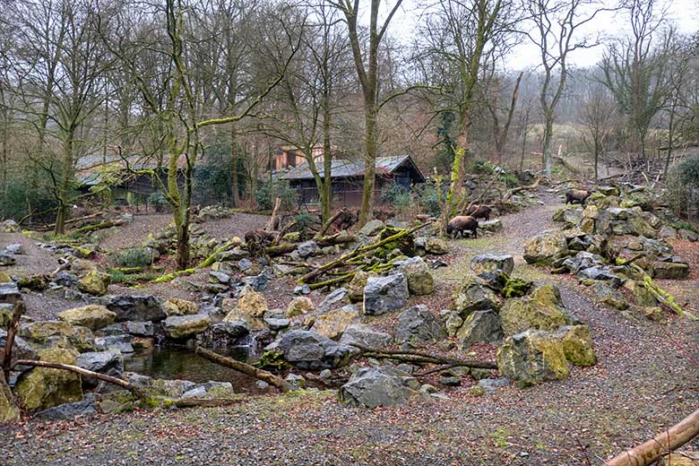 Mishmi-Takin-Kühe MINJA, TASHI und KARUNA und Mishmi-Takin-Bulle BONO am 14. Dezember 2024 auf dem großen Teilbereich der Takin-Außenanlage im Grünen Zoo Wuppertal