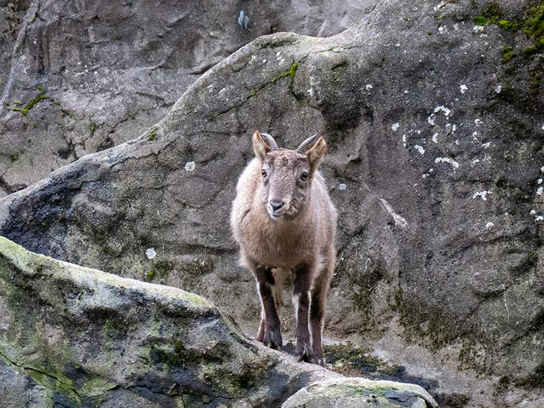 Weiblicher Westkaukasischer Steinbock am 1. Januar 2025 auf der Steinbock-Anlage im Zoo Wuppertal