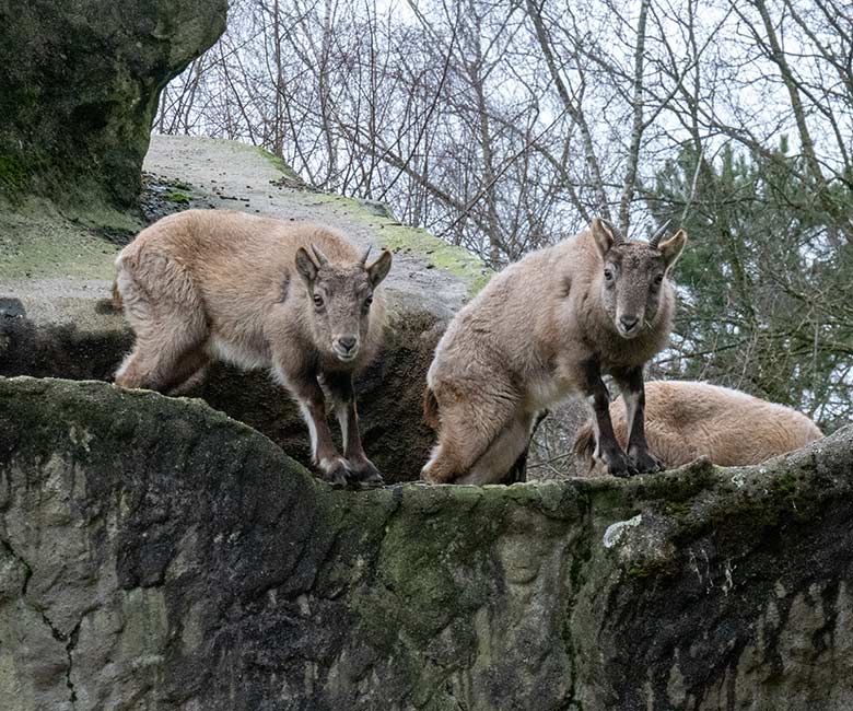 Weibliche Westkaukasische Steinböcke am 1. Januar 2025 auf der Steinbock-Anlage im Zoologischen Garten der Stadt Wuppertal