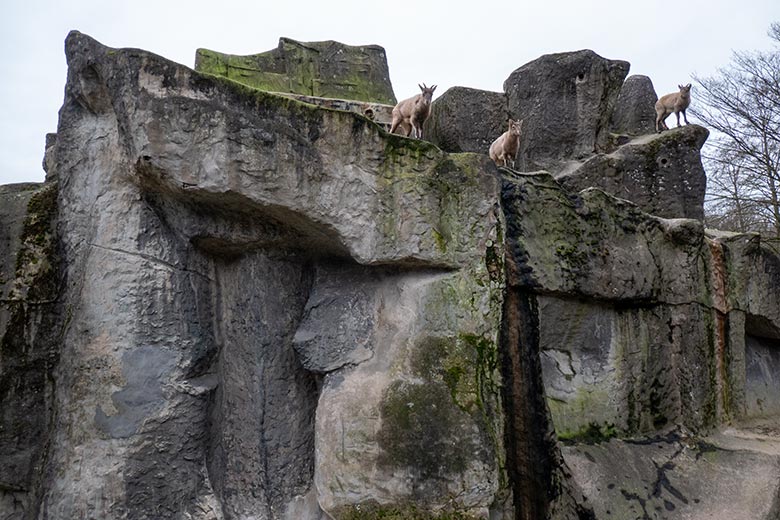 Weibliche Westkaukasische Steinböcke am 1. Januar 2025 auf der Steinbock-Anlage im Wuppertaler Zoo