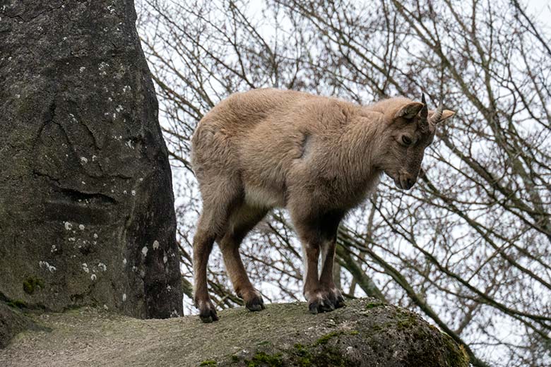 Weiblicher Westkaukasischer Steinbock am 1. Januar 2025 auf der Steinbock-Anlage im Grünen Zoo Wuppertal