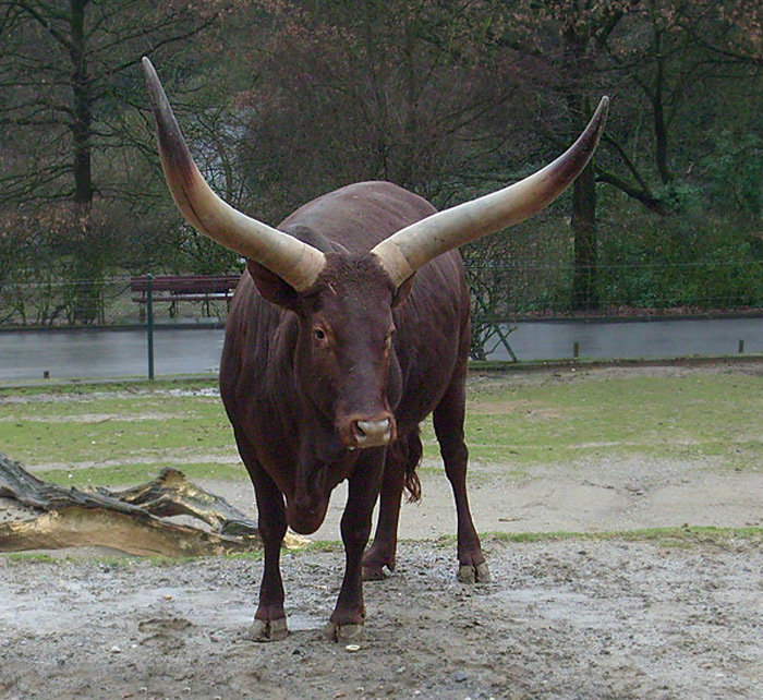 Watussirinder im Wuppertaler Zoo im Januar 2009