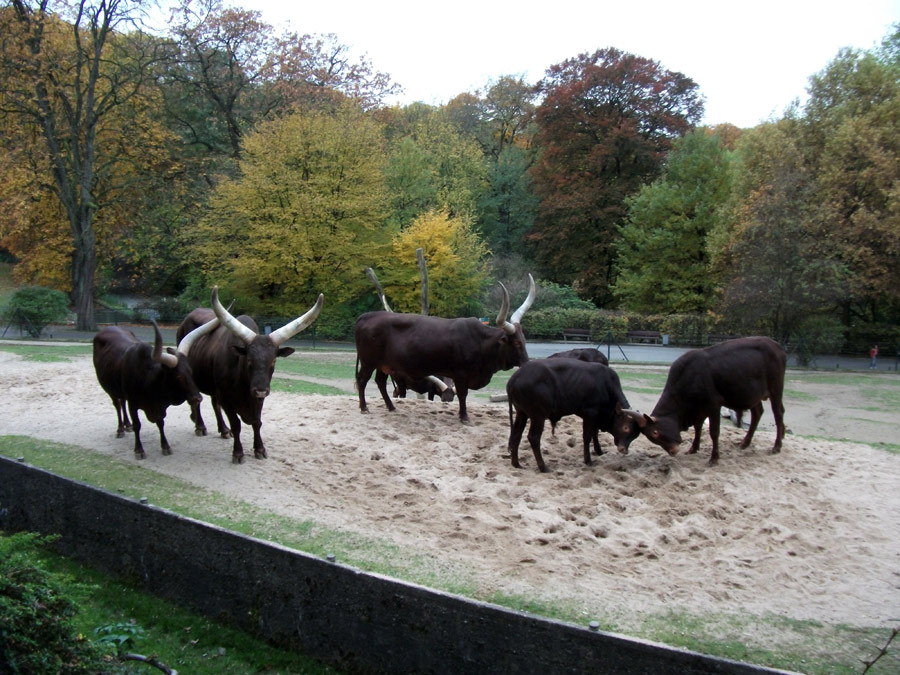 Watussirinder im Zoo Wuppertal im Oktober 2010