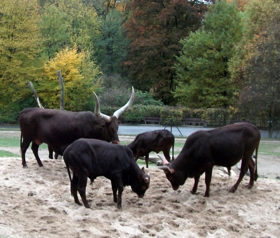 Watussirinder im Zoologischen Garten Wuppertal im Oktober 2010