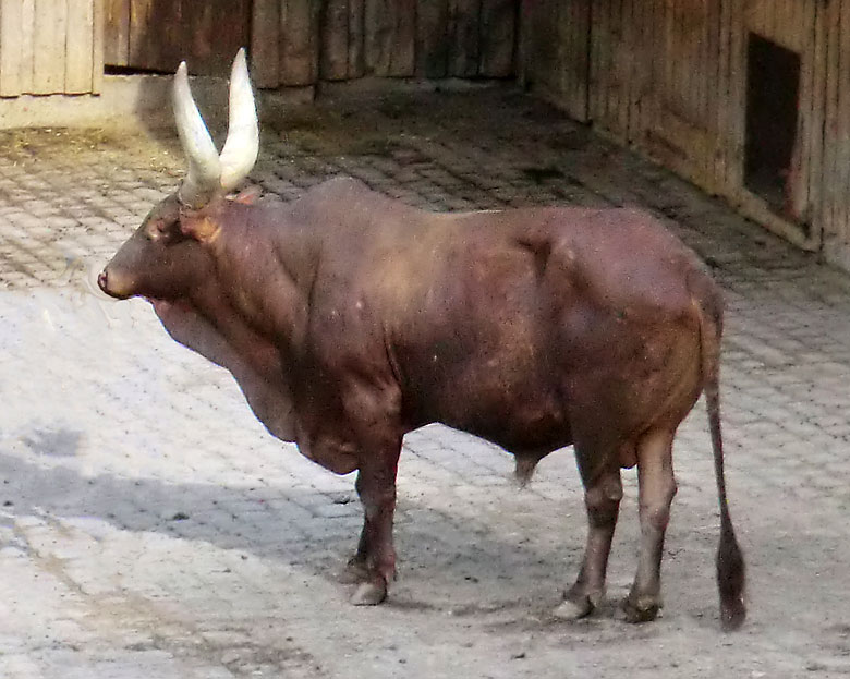 Watussirind-Bulle auf der Afrika-Anlage im Zoologischen Garten der Stadt Wuppertal