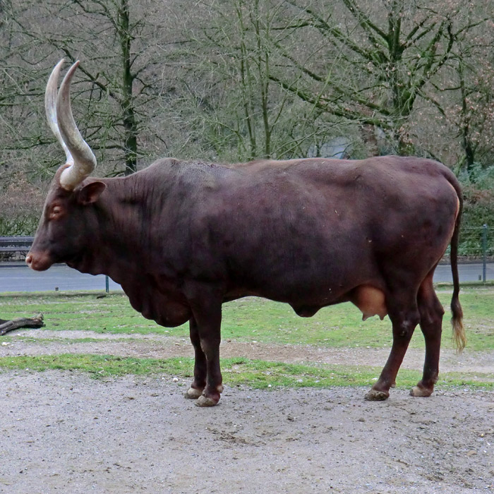Watussirind im Wuppertaler Zoo im Dezember 2012