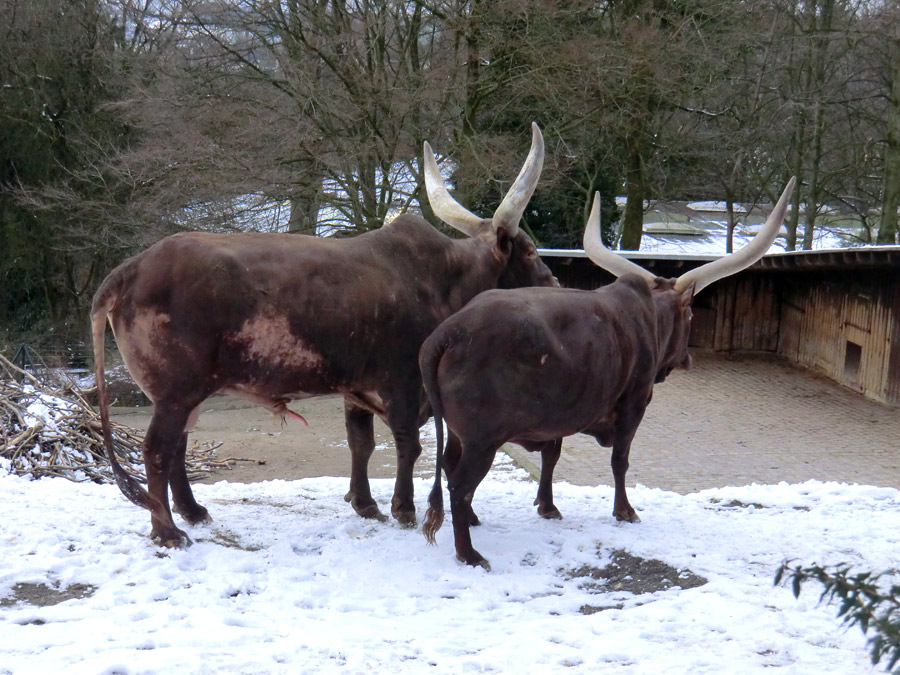 Watussirinder im Zoo Wuppertal im Februar 2013