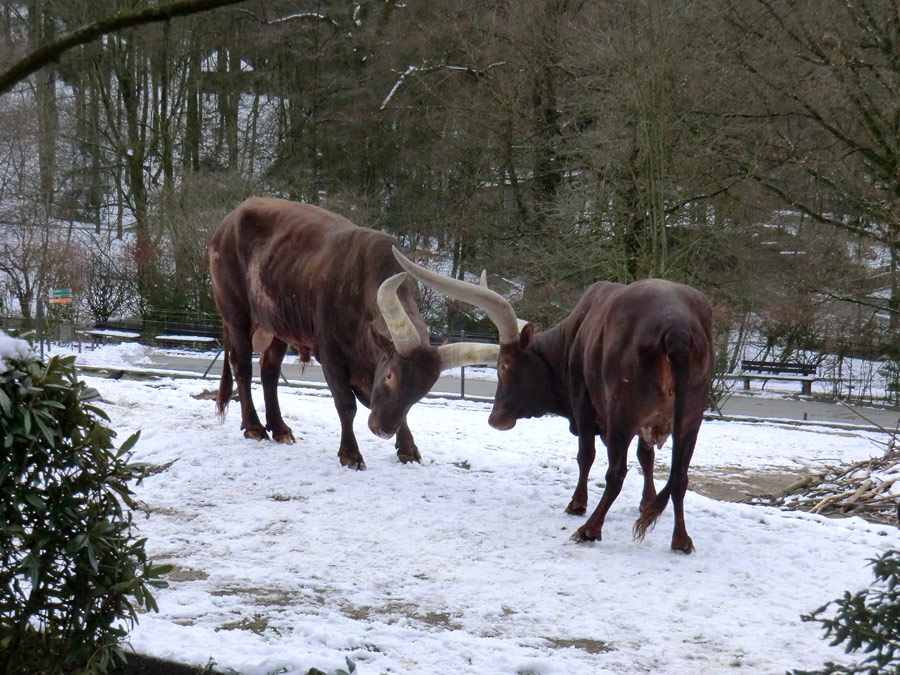 Watussirinder im Wuppertaler Zoo im Februar 2013