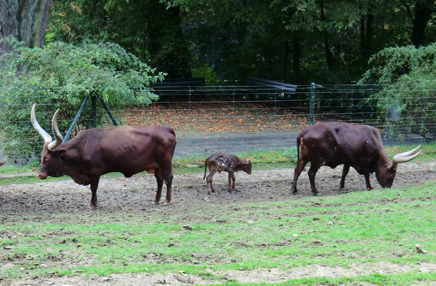 Watussirinder mit Jungtier im Wuppertaler Zoo am 30. September 2014