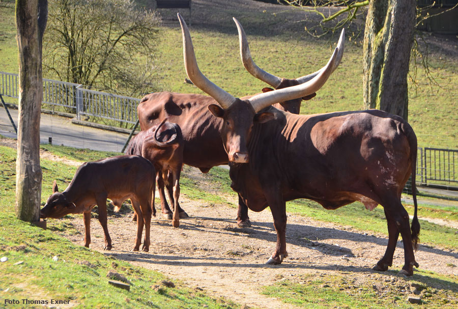 Watussirind Jungtiere im Zoo Wuppertal am 9. April 2015 (Foto Thomas Exner)